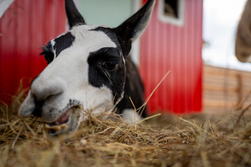 Fototapeta premium Spotted black and white llama eating dry hay in wooden barn stall on farm, representing livestock care, animal feeding, and rural agriculture.