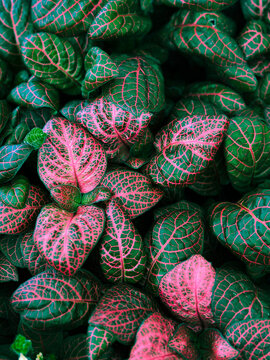 Fittonia known as the nerve plant is a genus of compact, low growing foliage plants in the family Acanthaceae