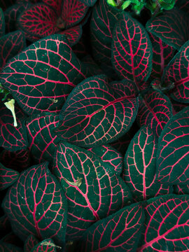 Fittonia known as the nerve plant is a genus of compact, low growing foliage plants in the family Acanthaceae