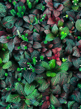 Fittonia known as the nerve plant is a genus of compact, low growing foliage plants in the family Acanthaceae