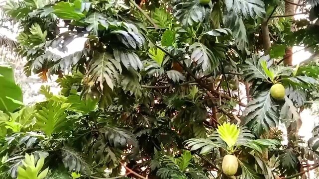 Bread fruits growing on a tree among green leaves.