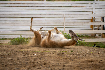 Fototapeta premium Guanaco rolling on back in dust on ground in paddock near white wooden fence, showing natural animal grooming and dusting behavior.