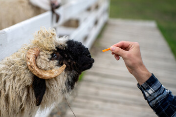 Person feeding carrot piece by hand to horned sheep over wooden fence in farm paddock during daytime. © Marina