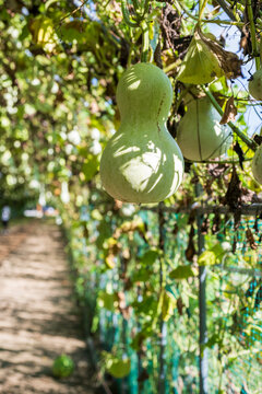 Green Bottle Gourds Hanging Along Trellis Pathway Tunnel At Nakdong River Riverside Garden In Gumi South Korea.