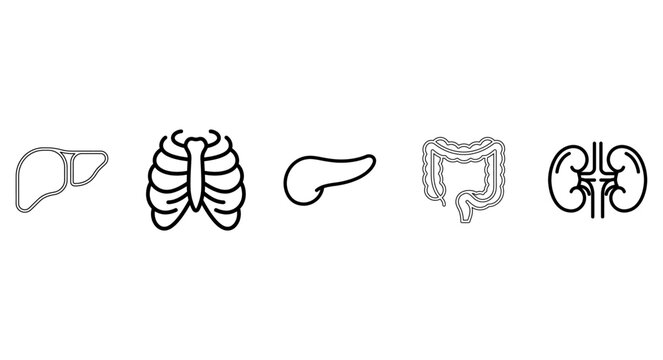 Set of human internal organ icons including liver, rib cage, pancreas, large intestine, and kidneys