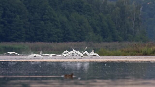 Whooper swans swim among pond reeds before taking off and flying over the water during sunrise filmed in slow motion