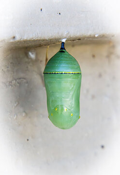 perfect monarch butterfly chrysalis with golden thread attached to surface rain dew water drops droplets