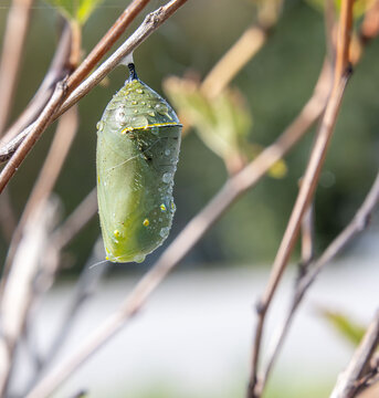 monarch butterfly chrysalis on twig with rain dew water drops droplets