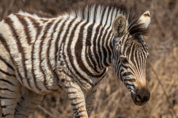 A young plains zebra (Equus quagga) walking in a national park  © Tyrone