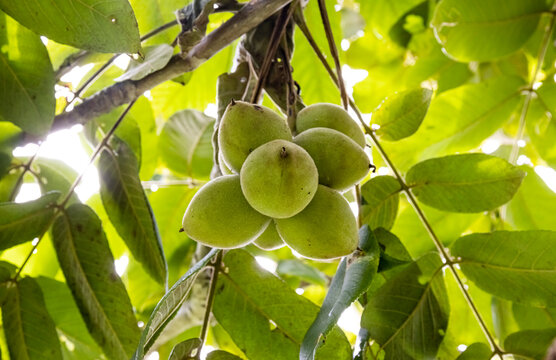 Butternut tree (Juglans cinerea) also called a white walnut. 