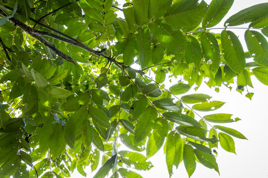 Butternut tree (Juglans cinerea) also called a white walnut. 