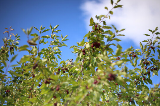 Un oiseau sur une branche, sur fond de ciel bleu. Un geai bleu sur un arbre fruitier