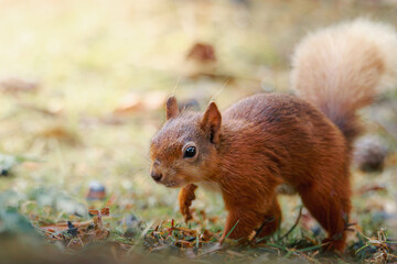 Fototapeta premium Red squirrels foraging and feeding in their natural woodland habitats at Pow Hill Country Park, County Durham, photographed July 2026
