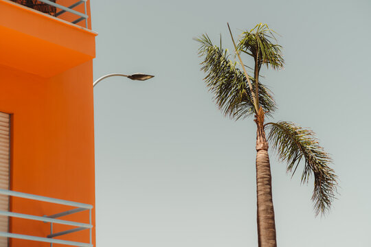 Minimal urban scene with a vivid orange apartment facade, tall palm tree and curved streetlight against a clear sky, offering bold color contrast and abundant copy space