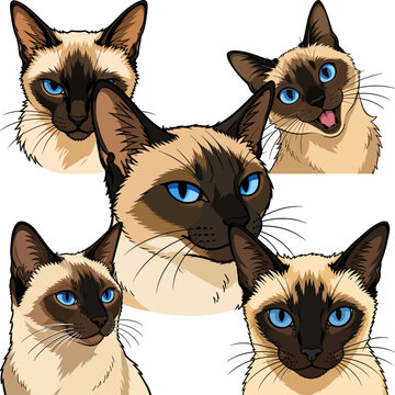 Siamese Cats Collection Diverse Expressions and Poses