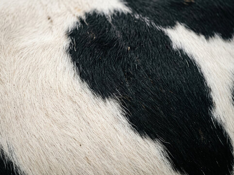 Black and white cow hide texture. Natural animal fur pattern background