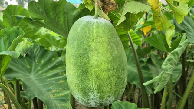 Ash Gourd Hanging Above Taro Plant Intercropping Farm Field Commercial Video