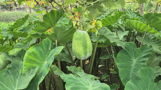 Ash Gourd Hanging Above Taro Plant Intercropping Farm Field Commercial Video