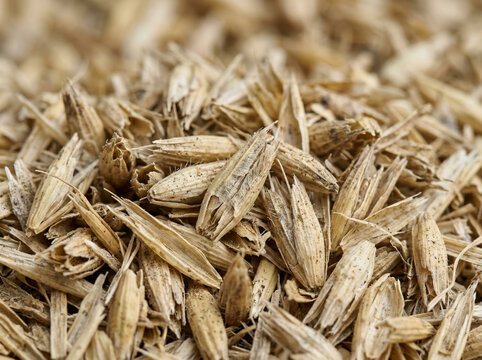 Texture of dried oat husks. Pile of cereal grain shells background
