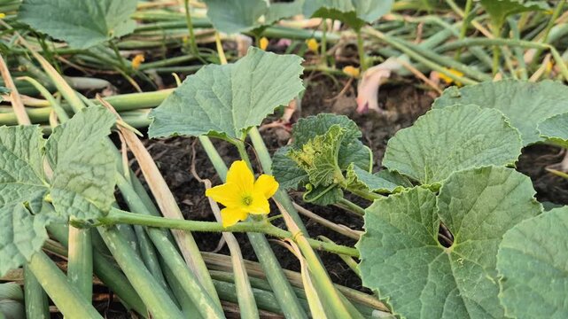 Yellow Muskmelon Flower Blooming in Intercropped Onion Field Commercial Video