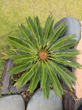 Top view of vibrant Cycas revoluta, planted in modern garden bed, featuring symmetrical green fronds, surrounded by natural rocks, vibrant outdoor landscaping