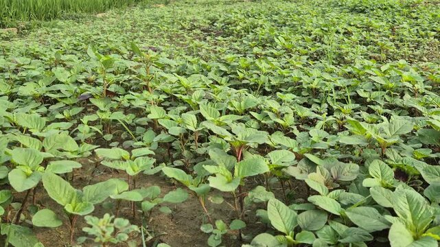 Fresh Green Amaranth Data Shak Field Organic Vegetable Cultivation Video