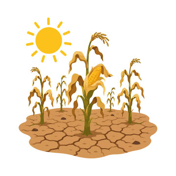 Withered corn crops on cracked dry soil under bright sun, drought and crop failure illustration on white background