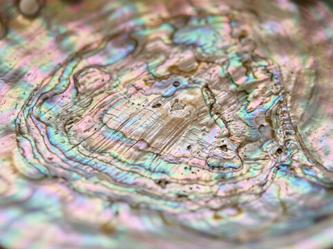 Iridescent mother of pearl seashell texture. Macro view of abalone shell surface