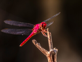 Macro photo of a vibrant red dragonfly (Crocothemis erythraea) resting on a branch with a dark background, showcasing its delicate transparent wings and the intricate details  © AlfRibeiro