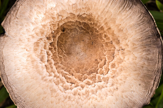 Extreme close-up of a parasol mushroom (Macrolepiota procera) cap surface showing intricate brown scaly patterns on a beige background. 