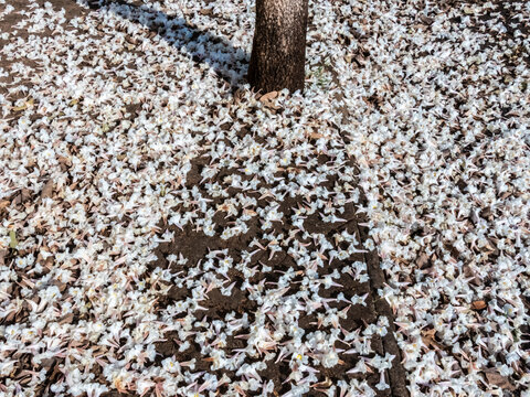 Fallen white ipe tree flowers covering the ground around trunk. Beautiful natural background showing a carpet of fallen white trumpet flowers