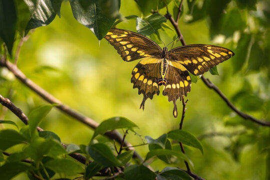 Giant swallowtail butterfly (Papilio cresphontes) perched on a branch inside leafy green foliage, Dundas, Ontario, Canada.
