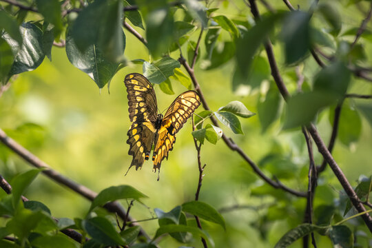 Giant swallowtail butterfly (Papilio cresphontes) perched on a branch inside leafy green foliage, Dundas, Ontario, Canada.