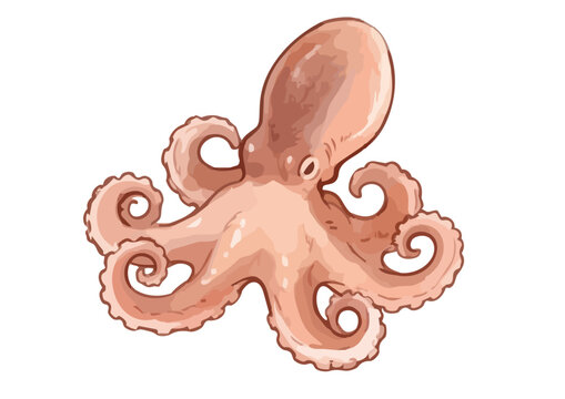 Fresh and Appetizing Webfoot Octopus Illustration with Glossy Texture／シズル感のあるイイダコのイラスト