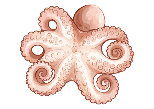 Fresh and Appetizing Webfoot Octopus Illustration with Glossy Texture／シズル感のあるイイダコのイラスト