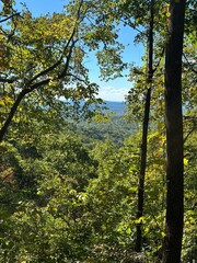 Fototapeta premium forest in autumn