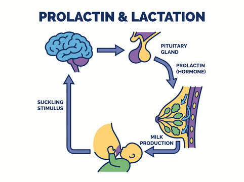 Prolactin Hormone Lactation Diagram Vector