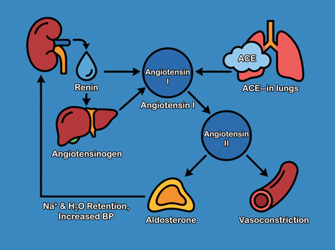 Renin Angiotensin Aldosterone System Diagram