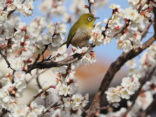 Fototapeta premium 梅の花の蜜を吸うメジロ