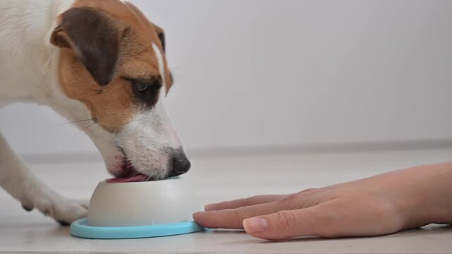 A Jack Russell Terrier dog licks a lick toy.