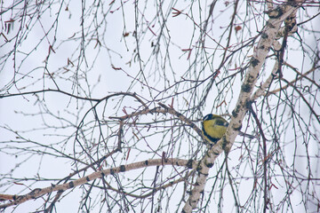 A great tit (Parus major) resting on a bark-covered branch in a winter forest. © Michel F