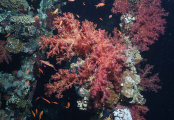 Vibrant Red Coral Reef Ecosystem in the Red Sea, Egypt © Kyle