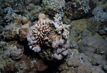 Vibrant Coral Reef Ecosystem in the Red Sea, Egypt © Kyle