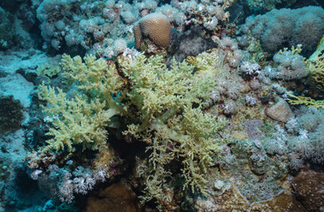 Branching Coral Reef in the Red Sea, Egypt © Kyle