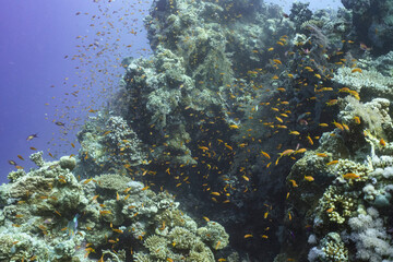 Vibrant Coral Reef Ecosystem in the Red Sea, Egypt © Kyle