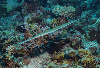 Elongated Reef Fish in a Coral Garden in the Red Sea, Egypt © Kyle