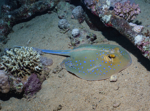 Stingray resting on a sandy bottom near coral in the Red Sea, Egypt
