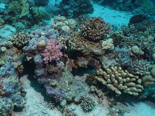 Vibrant Coral Reef Ecosystem in the Red Sea, Egypt © Kyle