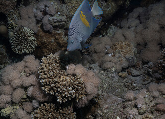 Angelfish swimming over coral reef in the Red Sea, Egypt © Kyle
