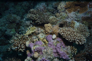 Vibrant Coral Reef Ecosystem in the Red Sea, Egypt © Kyle